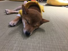 -逗柴咖啡屋·狗咖猫咖宠物桌游