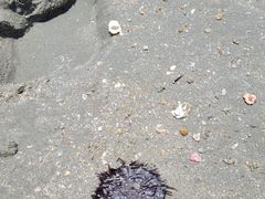 -汕尾风车岛