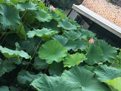 -陈家山荷花公园