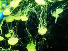 -绿色星球动物主题公园