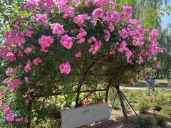 -石家庄市植物园