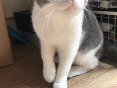 -纳吉亚猫专科动物诊疗中心(蒋宅口分院)