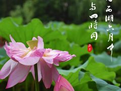 -陈家山荷花公园