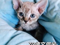 -70cat德文卷毛猫·缅因猫纯种猫舍