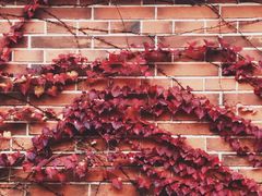 -上海佘山国家森林公园西佘山园