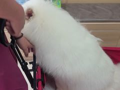 -宠福鑫康馨动物医院·骨科·眼科