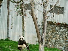 -卧龙中华大熊猫苑神树坪基地