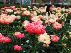 -扬州芍药园(仪征市)