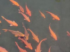 -玉苍山国家森林公园