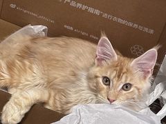 -十年猫舍·猫咪专门店(普陀店)