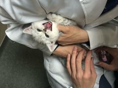 -安安宠医·安宠宠物医院