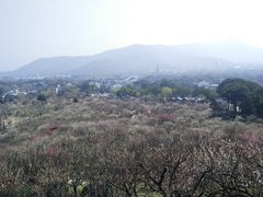 -香雪海