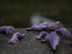 -龙潭水乡