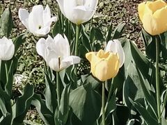 -长春公园(普阳街道)