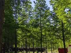 -黄海国家森林公园