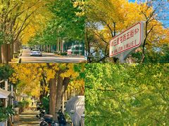 -三里屯东五街银杏大道