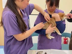 -萌兽医馆·犬猫专科·眼科中心·宠物医院(朝阳门分院)