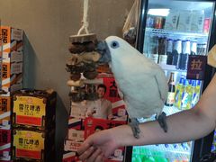 -石锅苗苗鱼(武汉首店)