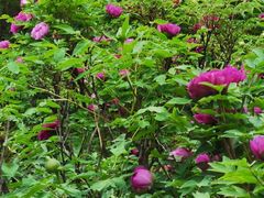 -北京西山国家森林公园