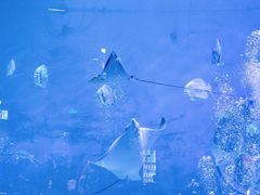 -烟台海昌鲸鲨海洋公园