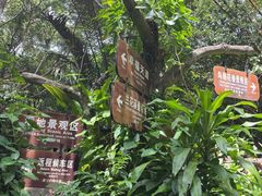 -呀诺达热带雨林
