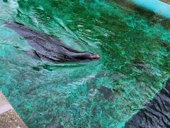 -阿提斯皇家动物园