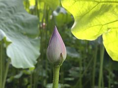 -陈家山荷花公园