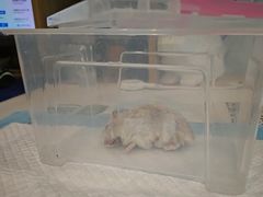 -雨林宠物医院 非犬猫异宠专科
