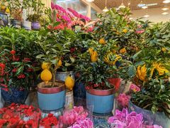 -双季花艺园艺市场(浦东店)