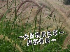 -福田红树林生态公园