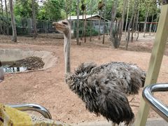 -清迈夜间动物园