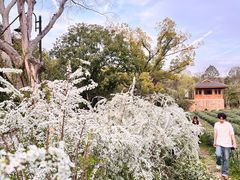 -野蔓果·山野菜(西湖景区·龙井茶田店)