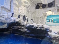 -华夏文旅海洋公园