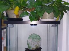 -特优手机电脑维修(中福城二期店)