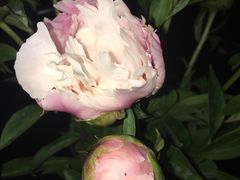 -双季花艺园艺市场(浦东店)