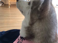 -Husky Go! 哈士奇体验馆·宠物咖啡厅狗咖