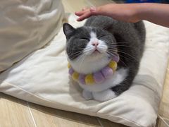-momokira米努特·德文卷毛猫·棉花面纱犬