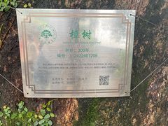 -杨家堂村