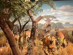 -陕西自然博物馆