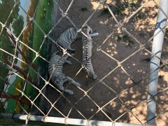 -西霞口神雕山野生动物世界