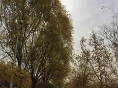 -永定河休闲森林公园