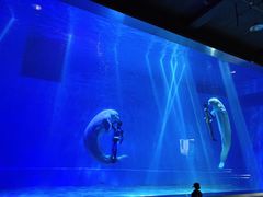 -芜湖新华联大白鲸海洋公园