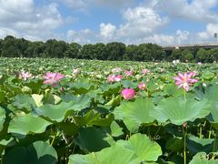 -荷塘月色湿地公园·向阳花洲