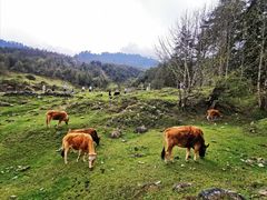 -硗碛藏寨·神木垒景区
