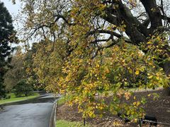 -墨尔本皇家植物园