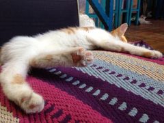 -Sirena海妖日咖夜酒