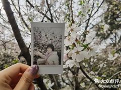 -武汉大学-樱园