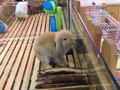 -宠物兔专门店(天丰利市场店)