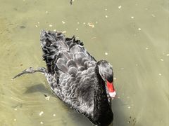 -罗布林卡