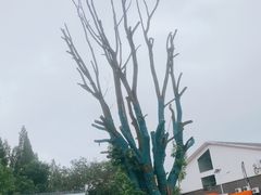 -东平国家森林公园